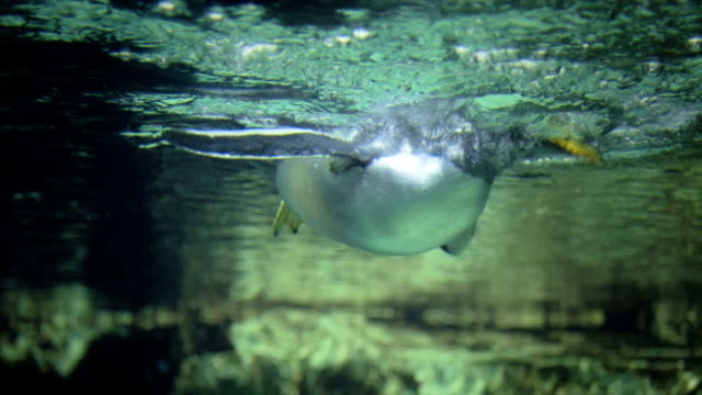 Penguin-underwater