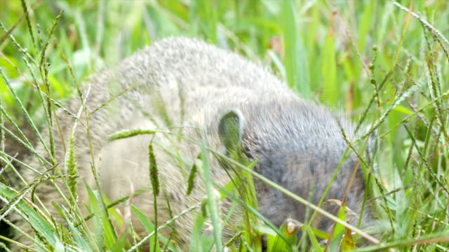 Groundhog-comer-hierba-en-las-montañas-Blue-Ridge,-cerca-de-la-ciudad-de-Asheville