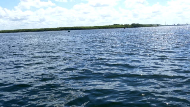 Varios-en-aguas-de-la-piscina-de-delfines,-Florida