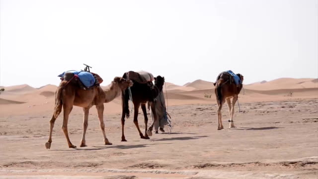 Una-pequeña-caravana-de-camellos-y-beduins-caminando-sobre-las-llanuras-appoaching-las-dunas-de-arena