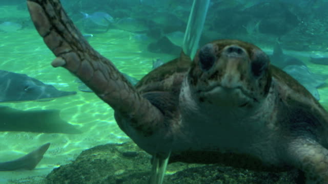 Green-Sea-turtle-and-Reef-Shark-Swim-Underwater