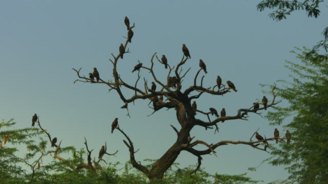 Locked-On-shot-of-flock-of-eagles-on-tree,-National-Zoological-Park,-Delhi,-India