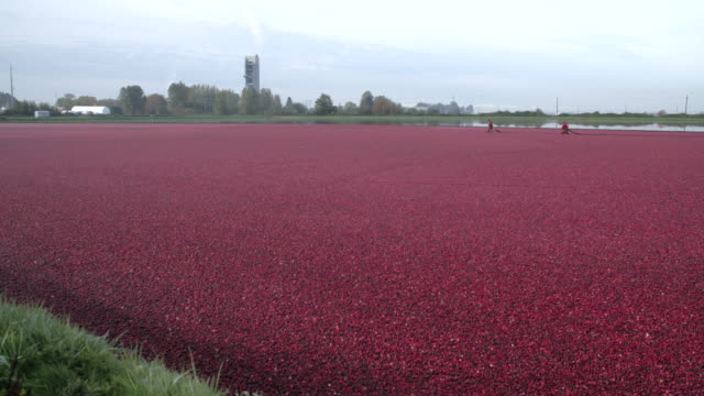 Hell-Cranberry-Bog-bereit-für-den-Herbst