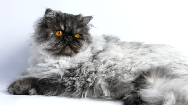 Gato-persa