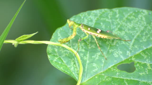 Praying-mantis-sitting-on-leaf