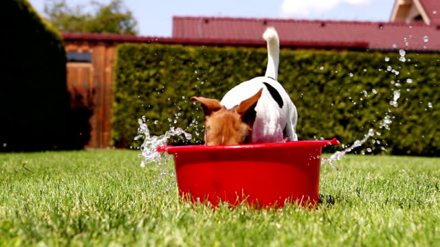 Funny-Jack-Russell-takes-a-bath-on-the-home-green-grass-yard