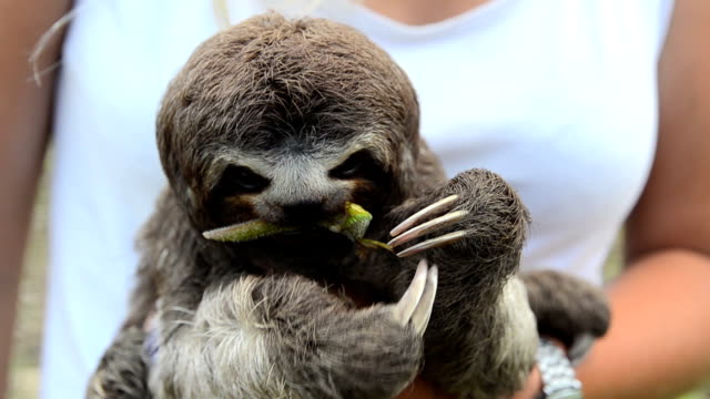 Young-sloth