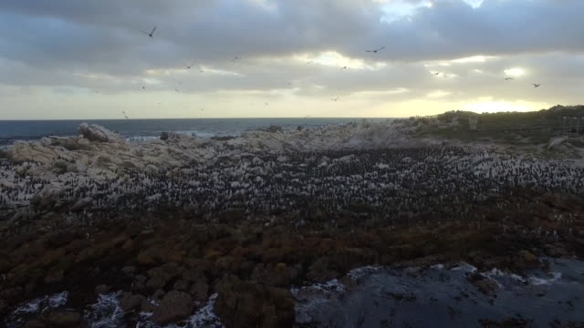 Antena-de-100-de-pingüinos-y-aves-marinas-al-atardecer-en-Betty\'s-Bay,-Sudáfrica