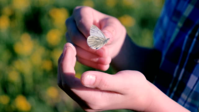 Schmetterling-in-den-jungen-Händen.-Close-up-Hände.