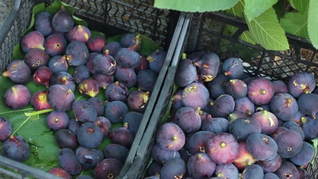Fig-Tree-Fruit-Harvest