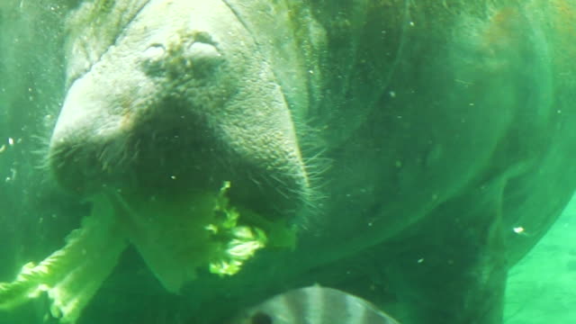 Manatee-feeding-underwater