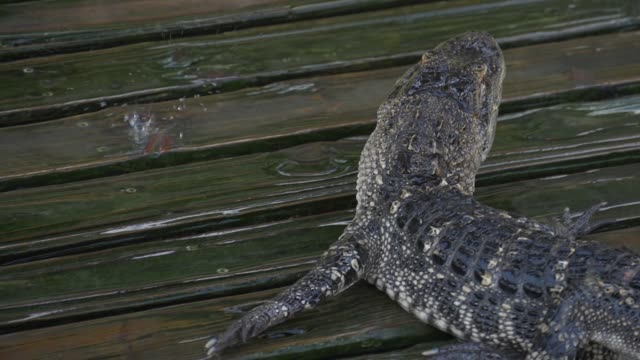 Alligator-geht-langsam