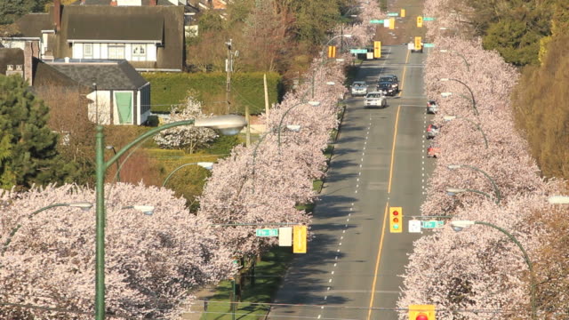 Vancouver-Street,-los-cerezos-en-flor