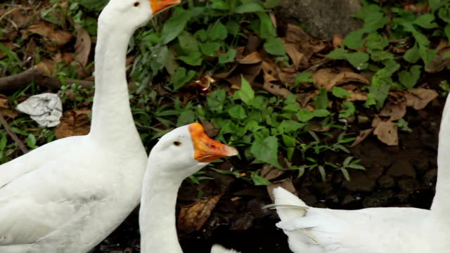Geese-in-Kolkata,-India