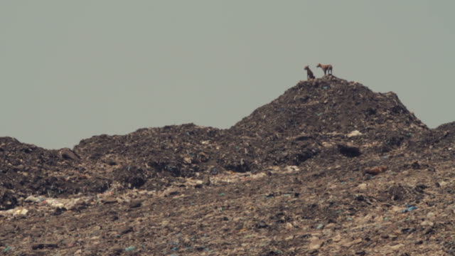 Stray-dogs-at-dump-in-India.