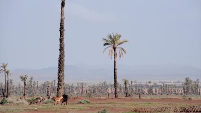 Two-dogs-playing-in-a-field-of-palm-trees-growing-in-the-outskirts-of-Marrakech