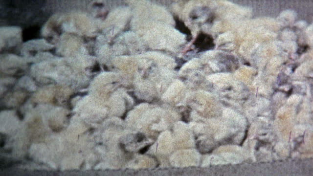 1974:-Mercado-de-vivir-las-gallinas,-cestas,-periquito-en-jaulas-de-pájaros-exóticos.