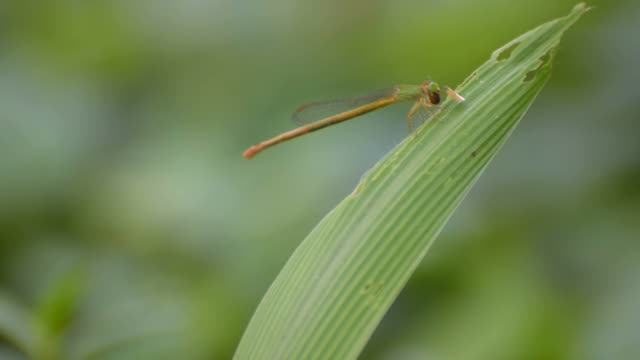 Dragonfly-eating-prey,-Kolkata,-West-Bengal,-India---stock-footage