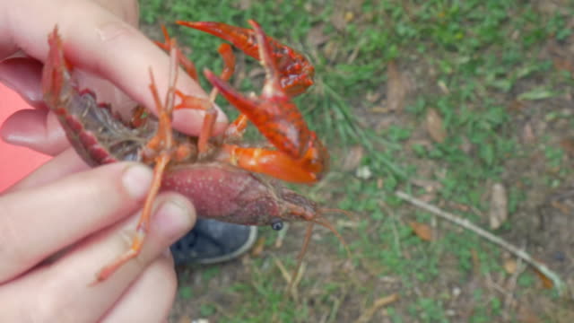 A-Girl-Strokes-the-Belly-of-a-Crawfish