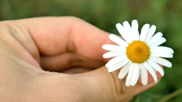 The-girl-is-holding-a-daisy-flower-and-twisting-it.