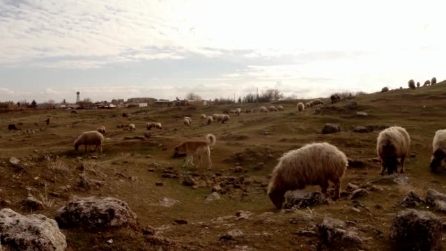 Pastor-y-rebaño-de-ovejas-en-la-colina-y-ruinas-en-las-afueras-de-una-antigua-ciudad-árabe-en-el-sur-de-Turquía