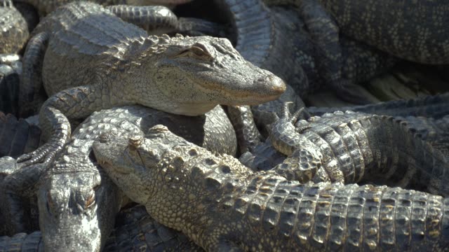 Alligators-breeding-farm