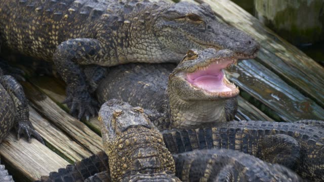 Alligator-mit-Mund-öffnen
