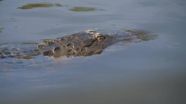 Einzelnes-Krokodil-im-Wasser-schwimmende