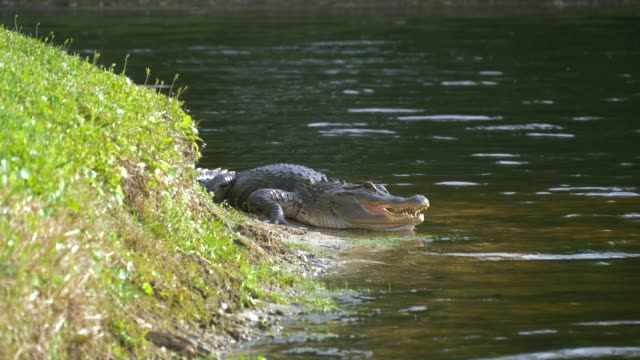 Alligator-in-der-Nähe-von-einem-Teich-mit-seinen-Mund-offen-legen