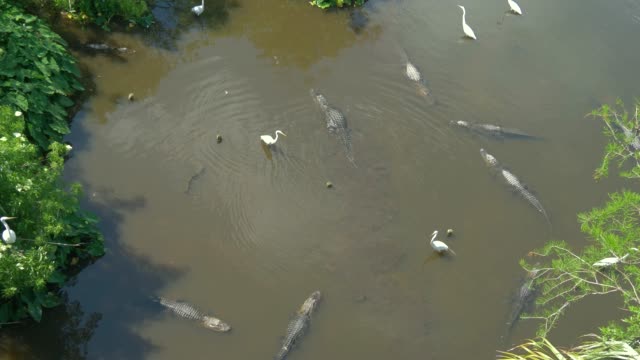Alligatoren-in-einem-Sumpf-in-Florida,-Aeril-Blick