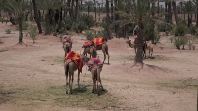 Kamele-in-Marokko,-Marrakesch