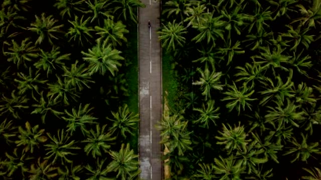 Drone-punto-de-vista-de-hombre-conduciendo-motos-en-camino-de-árboles-de-Palma-en-las-Filipinas,-vista-aérea-de-abejón