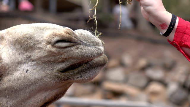Touristischen-Fütterung-Kamele-in-4k
