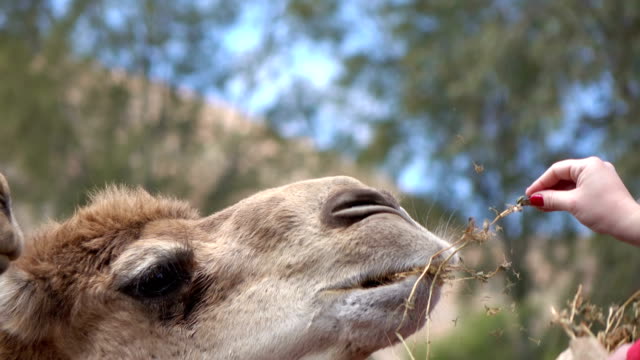 Touristischen-Fütterung-Kamele-in-4k
