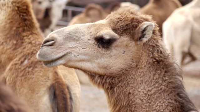 Rebaño-de-camellos-en-4-k-lenta-60fps