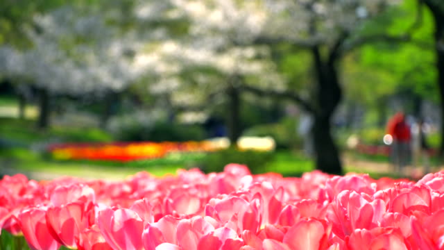 Hermoso-tulipán-rosa-en-Japón