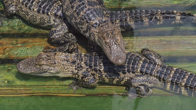 Cocodrilo-de-granja-un-montón-de-fondo-enojado-aligators