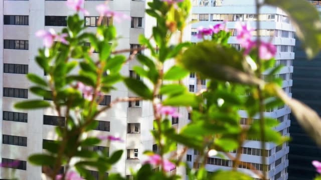 Beautiful-flowers-on-a-balcony-in-the-city----early-relaxing-morning.