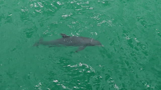 aerial-view-of-dolphin