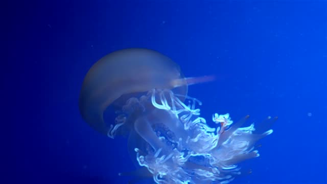 Blue-glowing-jellyfish-moving-in-the-dark-blue-water.