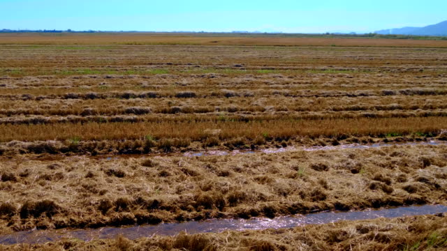 The-rice-field-in-Spain-is-flooded-with-water-for-a-good-harvest