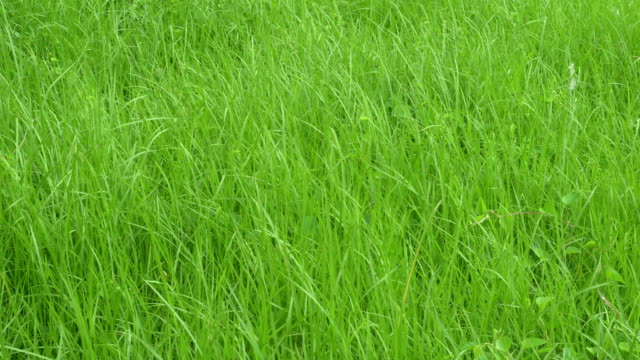 Hierba-verde-fresca-que-crece-en-Monzón.