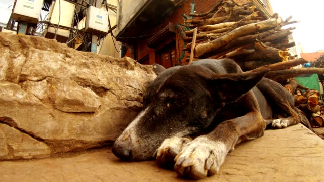 Dog-sleeps-on-stairs-of-Manikarnika-on-backgrond-big-pile-of-firewood-close-up-ears-shake-on-wind-burning-ghat