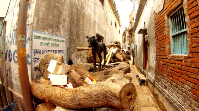 Perro-negro-de-pie-en-pila-de-leña-para-la-cremación-en-Manikarnika-Ghat