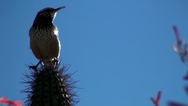 Kaktuszaunkönig-sich-auf-spikes