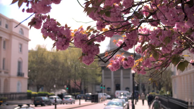 Frühling-Kirschblüte-in-city-street,-Marylebone,-London