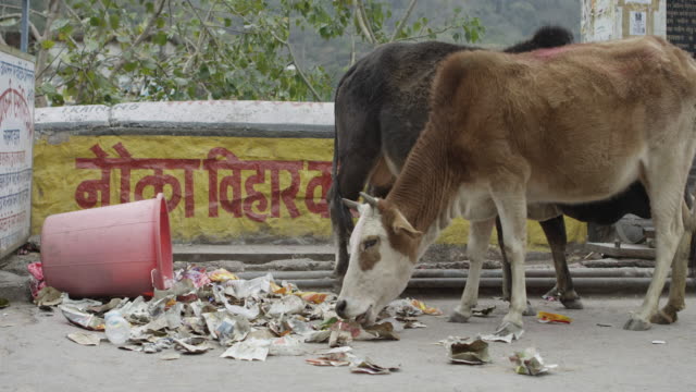 Kuh-in-Indien-Essen-Müll.