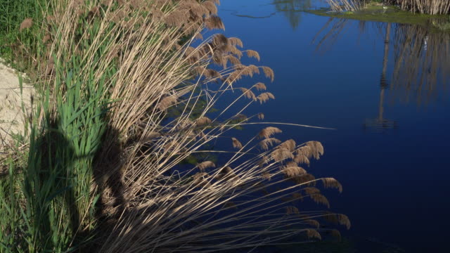 Two-silhouettes-of-man-and-woman-kissing-on-the-background-of-reeds-and-a-small-river-close-to-the-sea