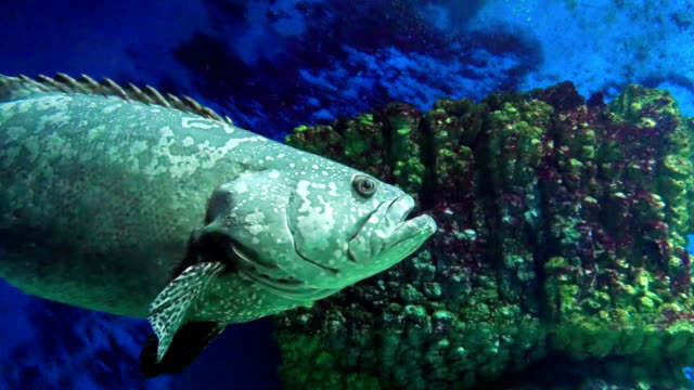 Gray-Spotted-Grouper