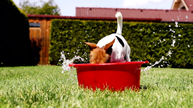 Jack-Russell-Terrier-Narren-um-graben-das-Wasser-aus-einer-Waschschüssel